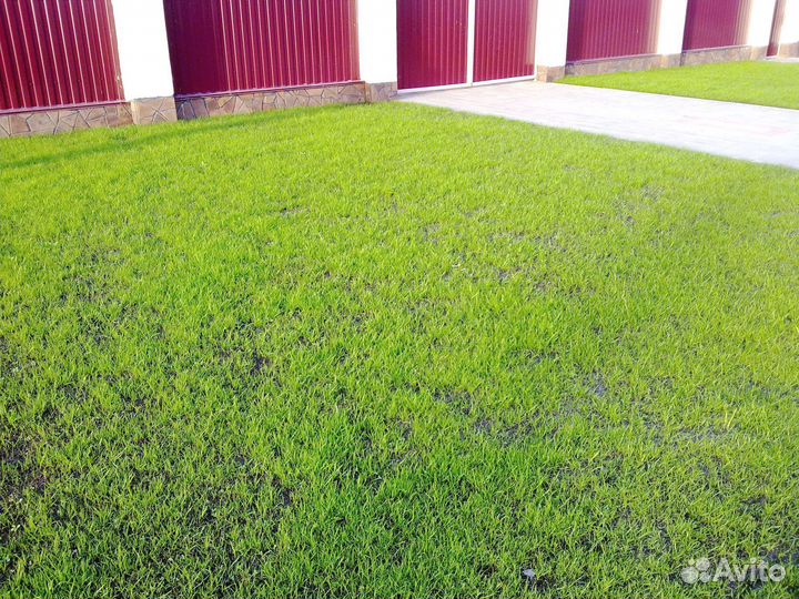 Посев газона на участке. Озеленение