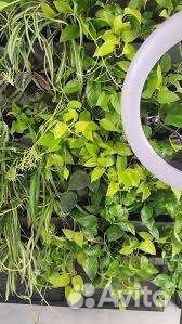 Эпипремнум Неон / Голден потос