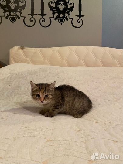 Котенок девочка