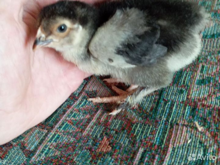 Цыпленок порода: Кохинхин,Брама