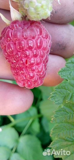 Саженцы малины