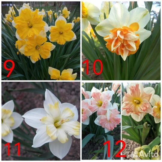 Нарциссы