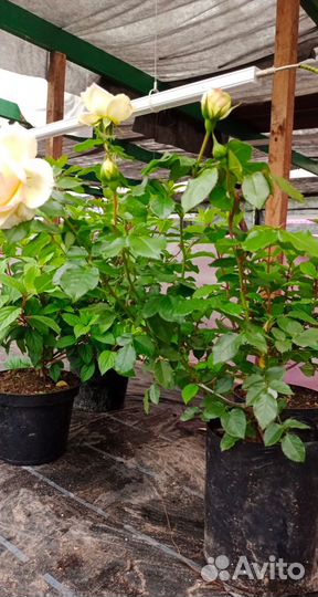 Роза чайно-гибридная Чайковский