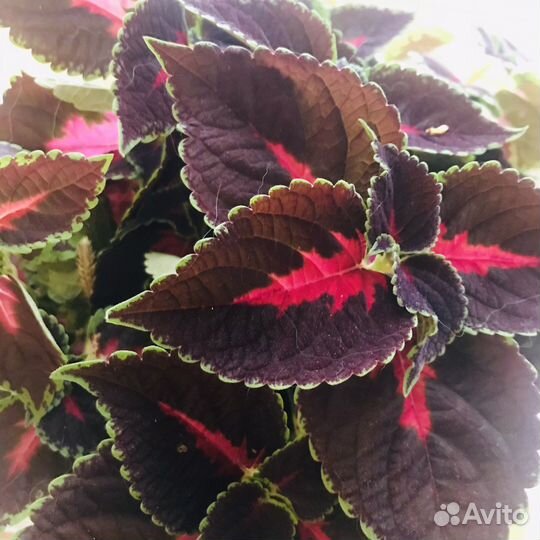 Растения для сада