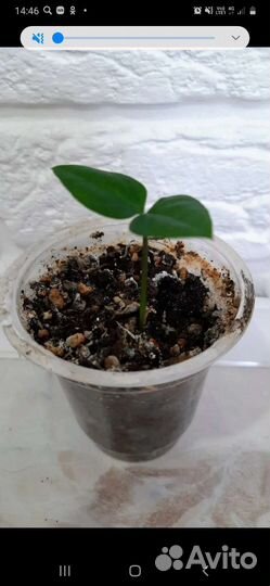 Хоя, филодендрон, бегония, замиокулькас