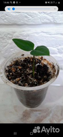 Хоя, филодендрон, бегония, замиокулькас