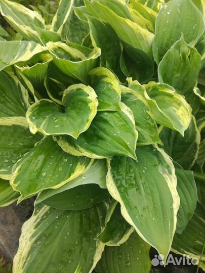 Саженцы хосты