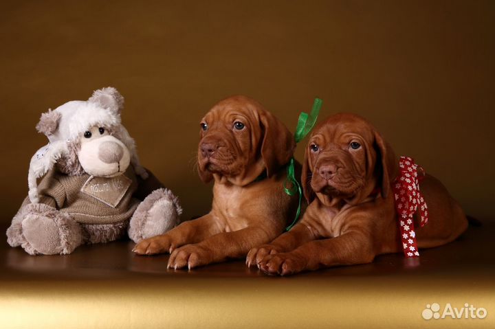 Солнечные зайчики-малышки ждут вас