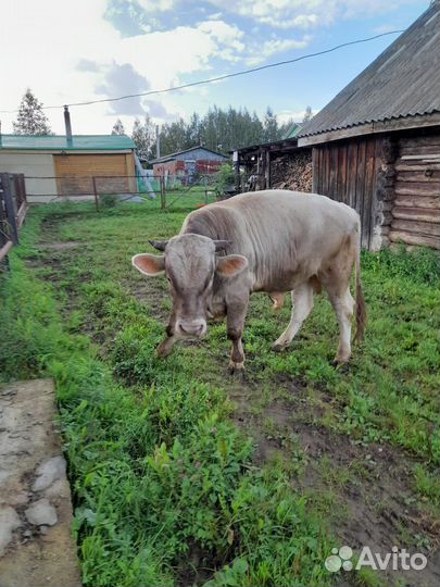 Костромской бычок