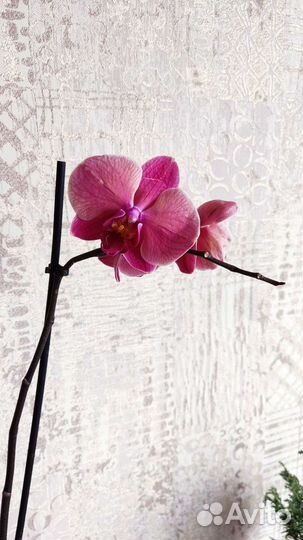 Орхидея фаленопсис