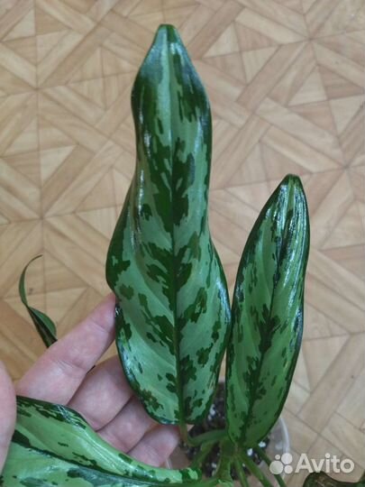 Аглаонема Miss Julietta / Мисс Джульетта