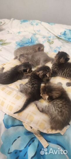 Котята Саванна ф4