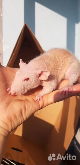 Крыса Фазз Дабл Рекс с клеткой