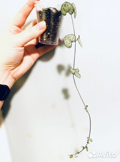 Циропегия Вуда