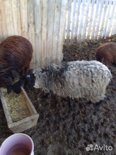 Продам барашка