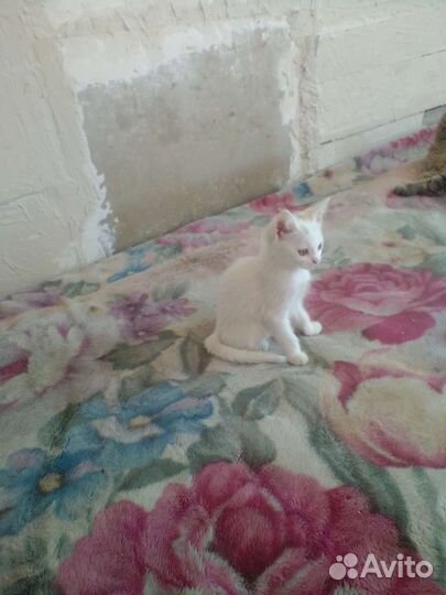 Продаю котят