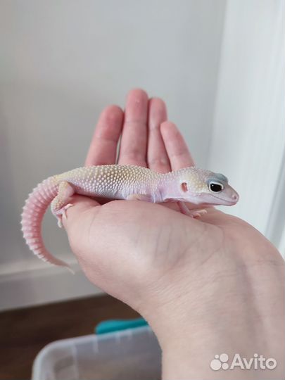 Эублефар diablo blanco