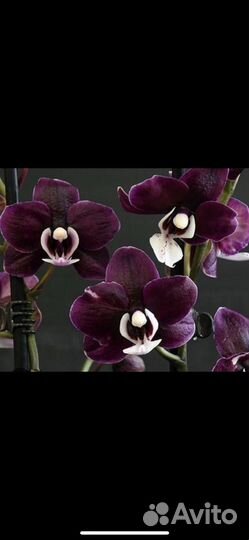 Орхидея Фаленопсис
