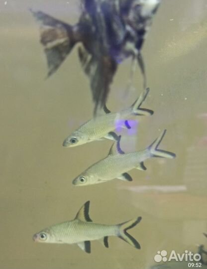 Акулий балу барбус Аквариумные рыбки в ассортим