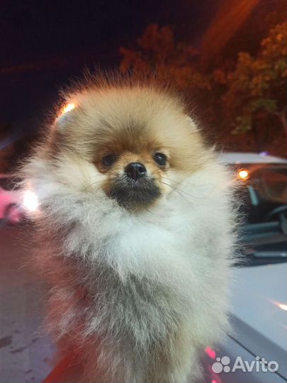 Померанский шпиц