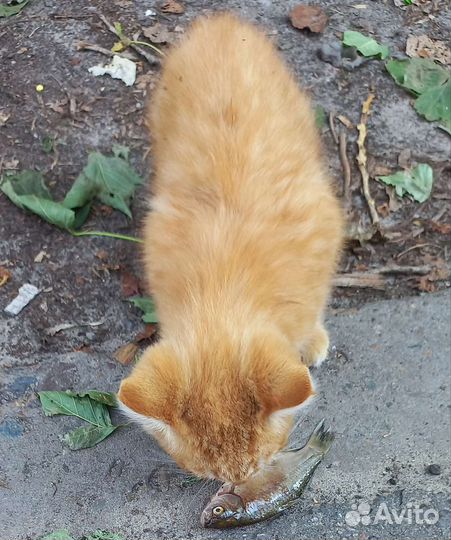Котенок
