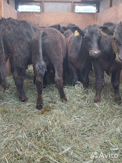 Бычки Абердины