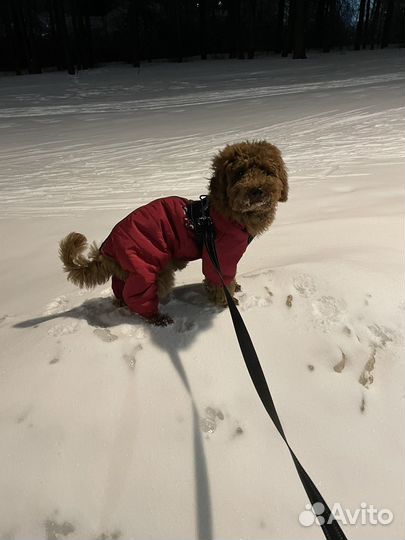 Комбинезон для собак