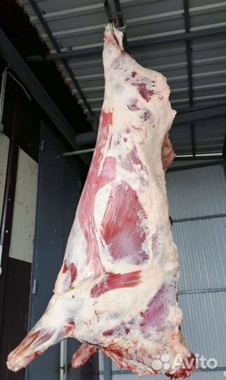 Мясо телятина