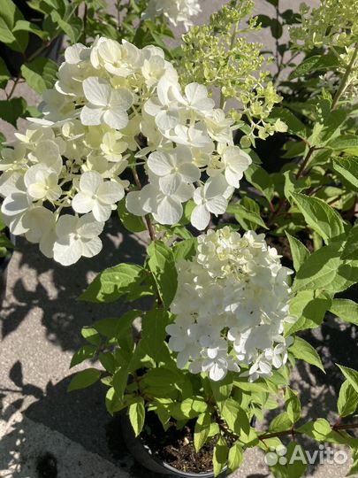 Гортензия метельчатая