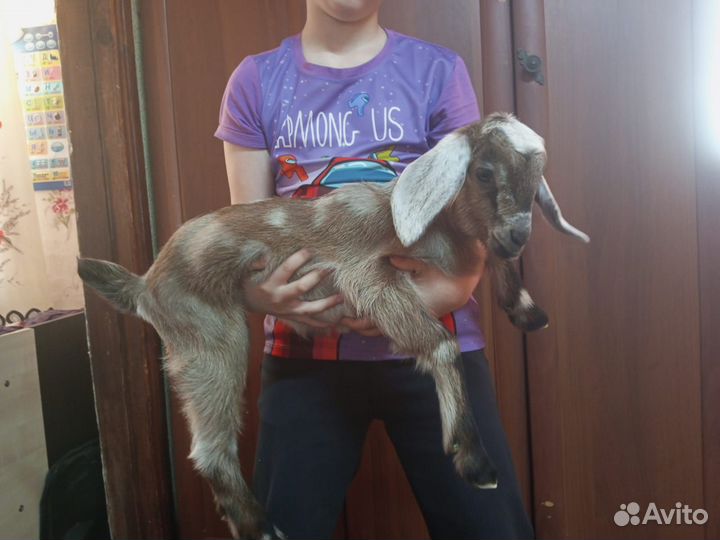 Нубийские козлики