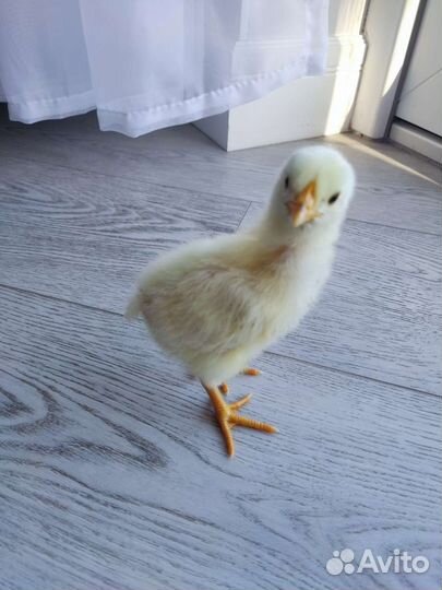 Инкубационное яйцо, цыплята, молодые курочки