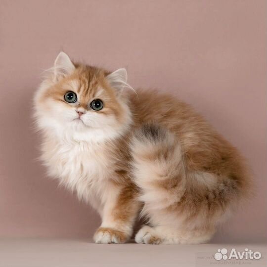 Золотые британские длинношёрстные шиншиллы