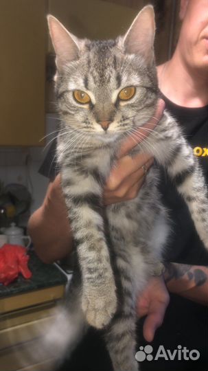 Британская кошка бесплатно