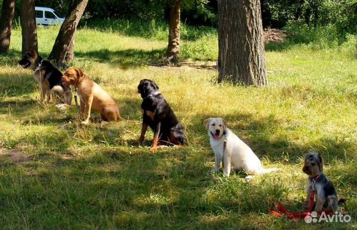 Прoфеccиoнaльная дрессировка,передержка собак