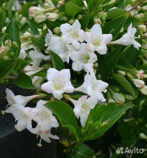 Вейгела белая Snowflake