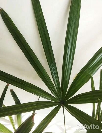 Пальма Рапис 