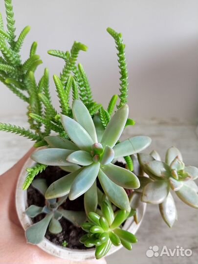 Суккуленты