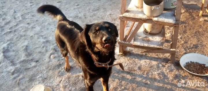 Чип, в добрые руки