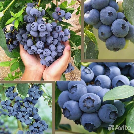 Голубика сорт Легаси