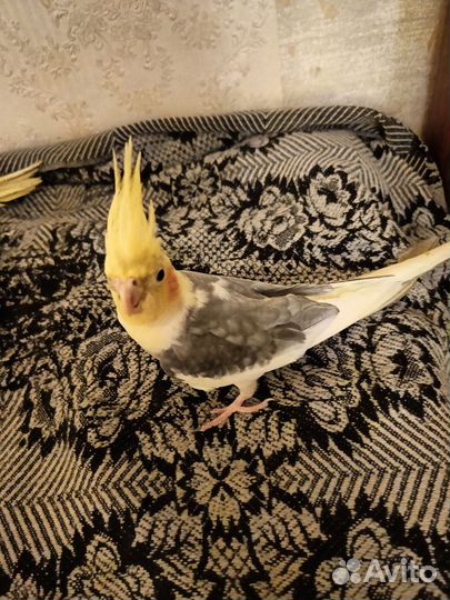 Попугай корелла