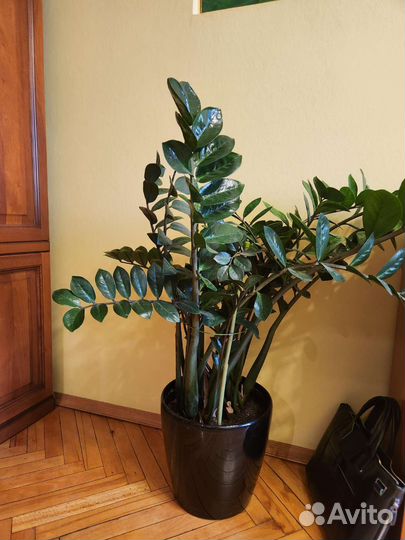 Комнатное растение, Замиокулькас в чёрном кашпо