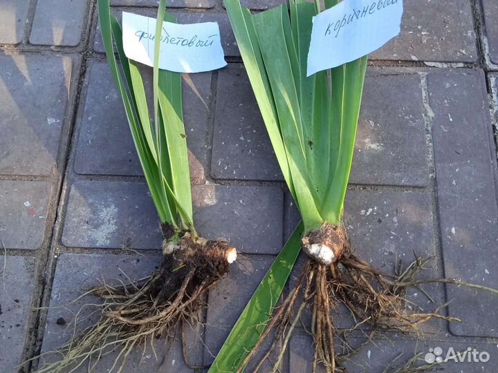 Ирисы бородатые сортовые