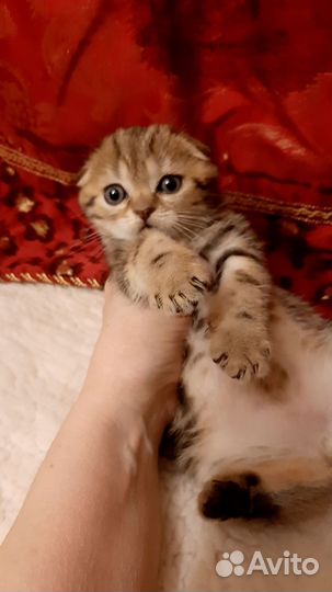 Шотландский котик Виски