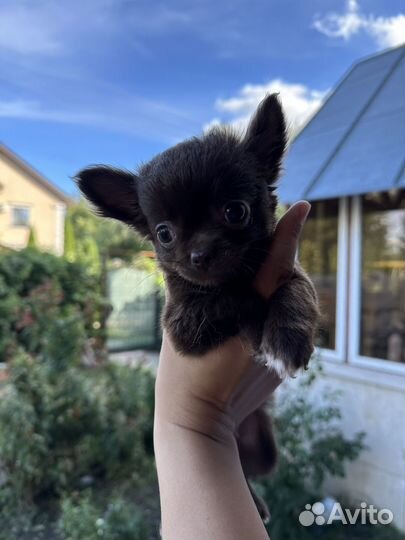 Чихуахуа mini мальчик