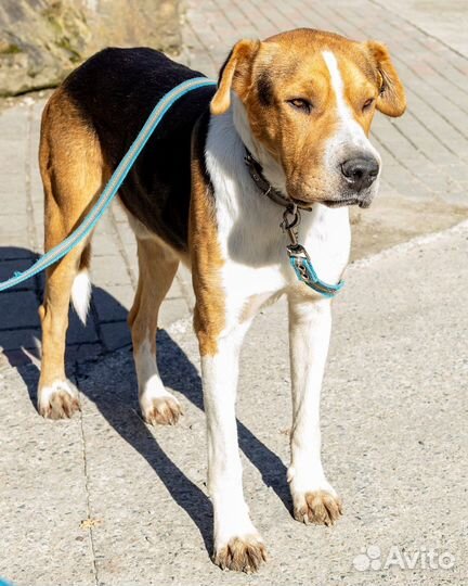 Собака мальчик умный 2 года