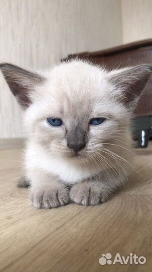 Британская кошка