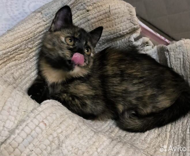 Котёнок девочка ищет дом