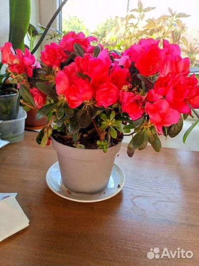 Азалия цветущая