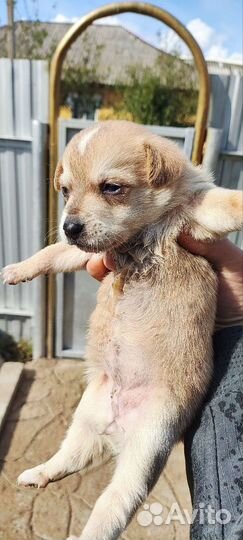 Щенки мелких пород бесплатно