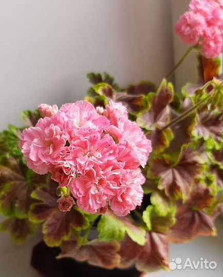 Пеларгония герань